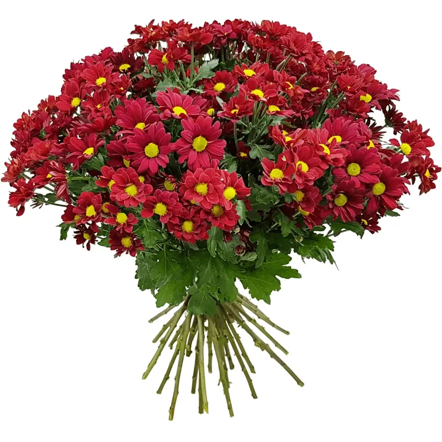 Хризантема кустовая красная