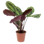 Калатея горшечная